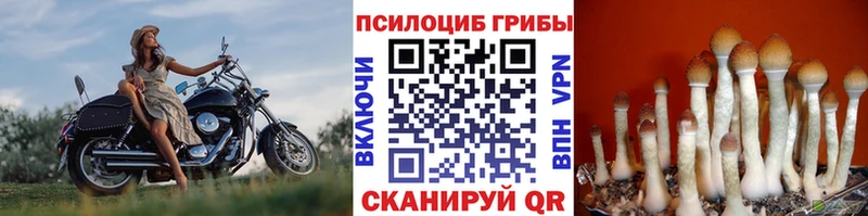 Галлюциногенные грибы прущие грибы  Купить закладки  Армавир 
